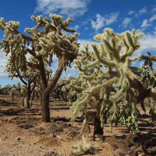 HIKING STICK MADE FROM NM CHOLLA CACTUS 47" tall 1Lb 6 oz FINISHED WITH EPOXY - Bild 7 von 11