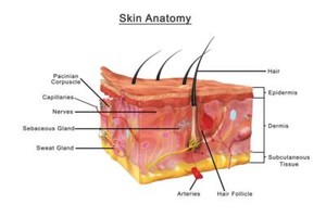 Cross Section Chart