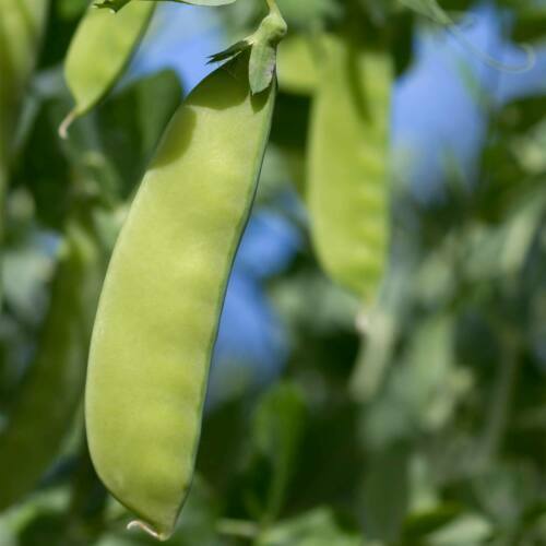 Pisello mangiatutto / Pisello mezza rama 'Frühe Heinrich' (Pisum sativum) semi