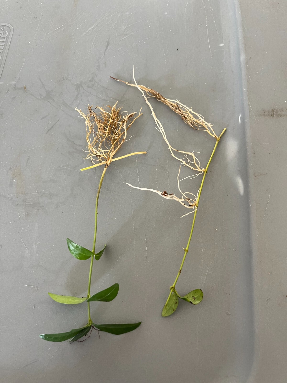 Vinca Periwinkle 30+ Plants Ground Cover Evergreen Creeping Myrtle