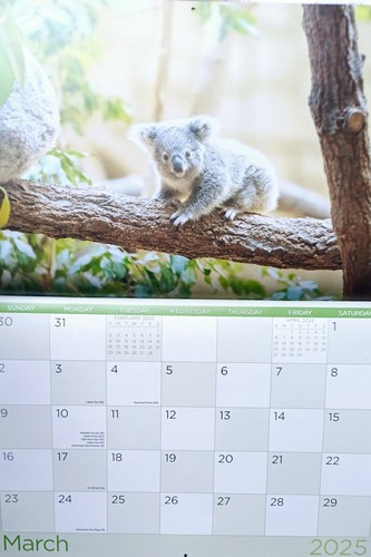 Baby Animals 30cmx21cm Wall hanging Calendar 2025 New Paperback - Picture 4 of 19
