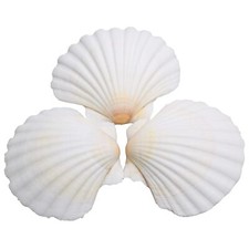 25 Pcs 2-3" Scallop Sea Shells for DIY Crafts Beach Wedding Home Decorations