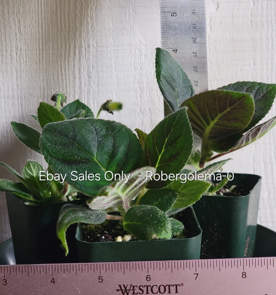 Kholeria 'Diseñador Halloween' Planta Joven - Raro Pariente Violeta Africano Foto 3 de 3