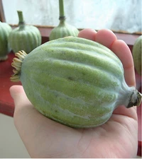 500 Giant Rattle Poppy Seeds - P. Somniferum Stunning Giant Flowers & Seed Heads