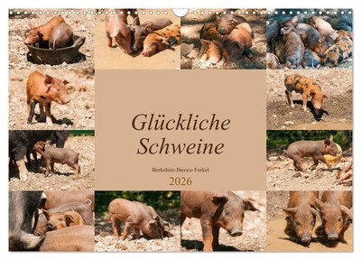 Glückliche Schweine Berkshire-Iberico Ferkel (Wandkalender 2026 DIN A3 quer),...