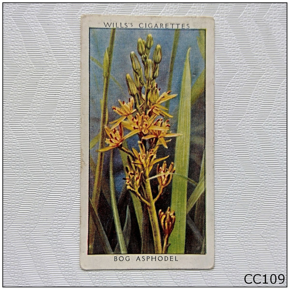 wills wild flowers cigarette cards Wills Wild Flowers 2nd Series #48 Bog Asphodel Cigarette Card (B) (CC109)