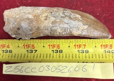 Rare Carcharodontosaurus Dinosaur Tooth T Rex Cousin 95 Mil Yrs Fossil 4”