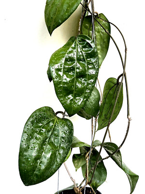 Hoya Glabra schlechter very  big leaves and big size 12-25 inches well rooted.
