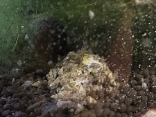 13 Baby Assassin Snails Freshwater Bred In USA Free Ship