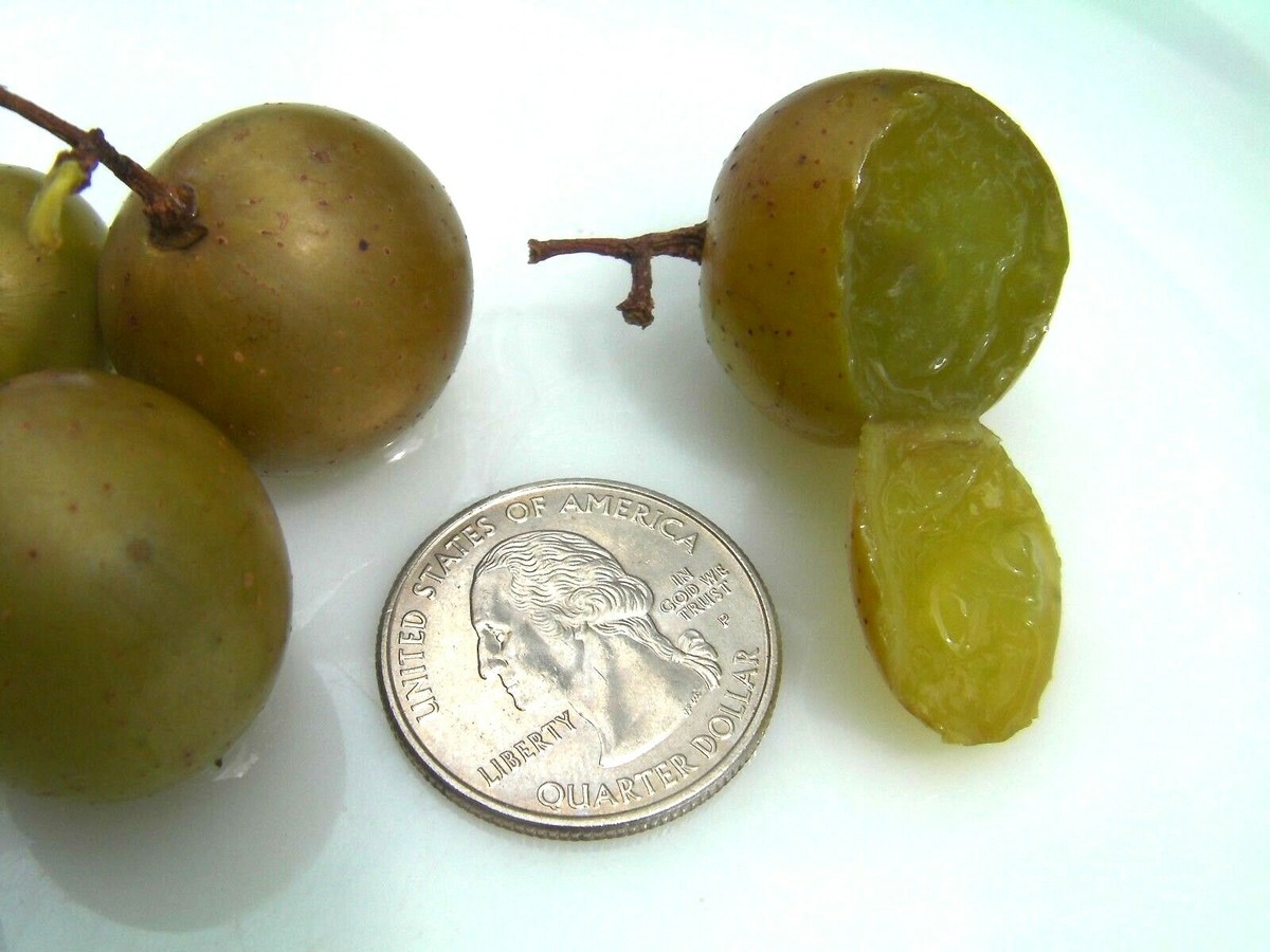 15 seeds organic Carlos Muscadine grape, large bronze, eat, great