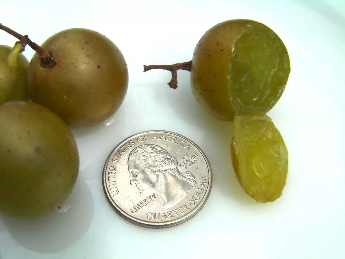 Muscadine grapes deals
