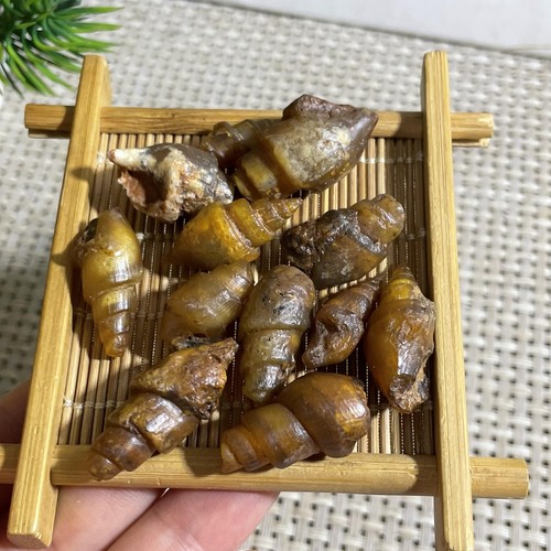 12pc 38g Rare natural rough unpolished conch Ammonite from Morocco - Foto 4 di 6