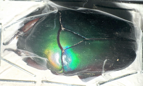 Cetoniinae Rhomborrhina mellyi mm+ A1 BLUE FORM from VIETNAM - #0184C - Picture 3 of 5