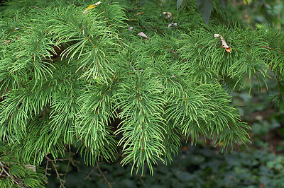 Pseudolarix Amabilis (Golden Larch) Seeds - Unusual & Rare Tree Specimen