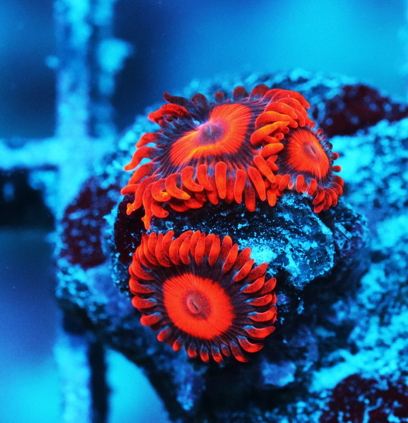Tequila Sunrise Zoa Zoanthids Zoa Paly SPS LPS Corals, WYSIWYG eBay