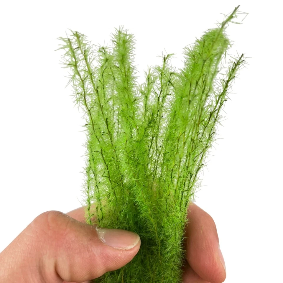 Gras spezieller grüner Moos Mix Deluxe - Modellbau & Diorama Landschaft - Bild 2 von 4