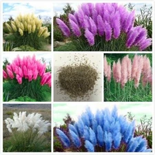 Purple Pink Pampas Grass 200 /100 Seeds Selloana Ornamental Flower Garden Plants
