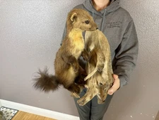 Pine Marten Taxidermy Mount Adult  Vintage Rustic Decor Wall Tabletop