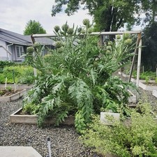 Giant Globe Artichoke Perennial Edible Flower Vegetable 2 Organic Grown