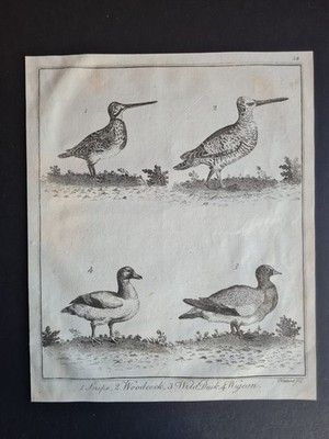 Antiker Druck von 1792 - Vögel - Schnepfe - Waldschnepfe - Wildente - Taube