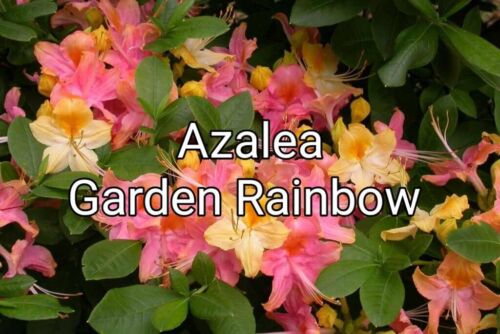 AZALEA PLANT - GARDEN RAINBOW - MULTI COLORED