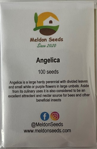 Angelica Seeds - 100 Fresh Garden Herb Seeds for Growing Planting UK Perennial - Picture 2 of 3