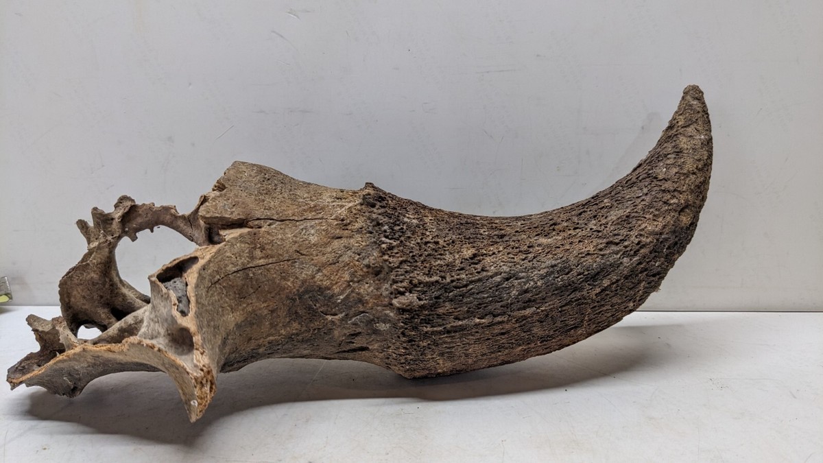 Historic Bison Horn Core Partial Skull Floyd River Find Iowa