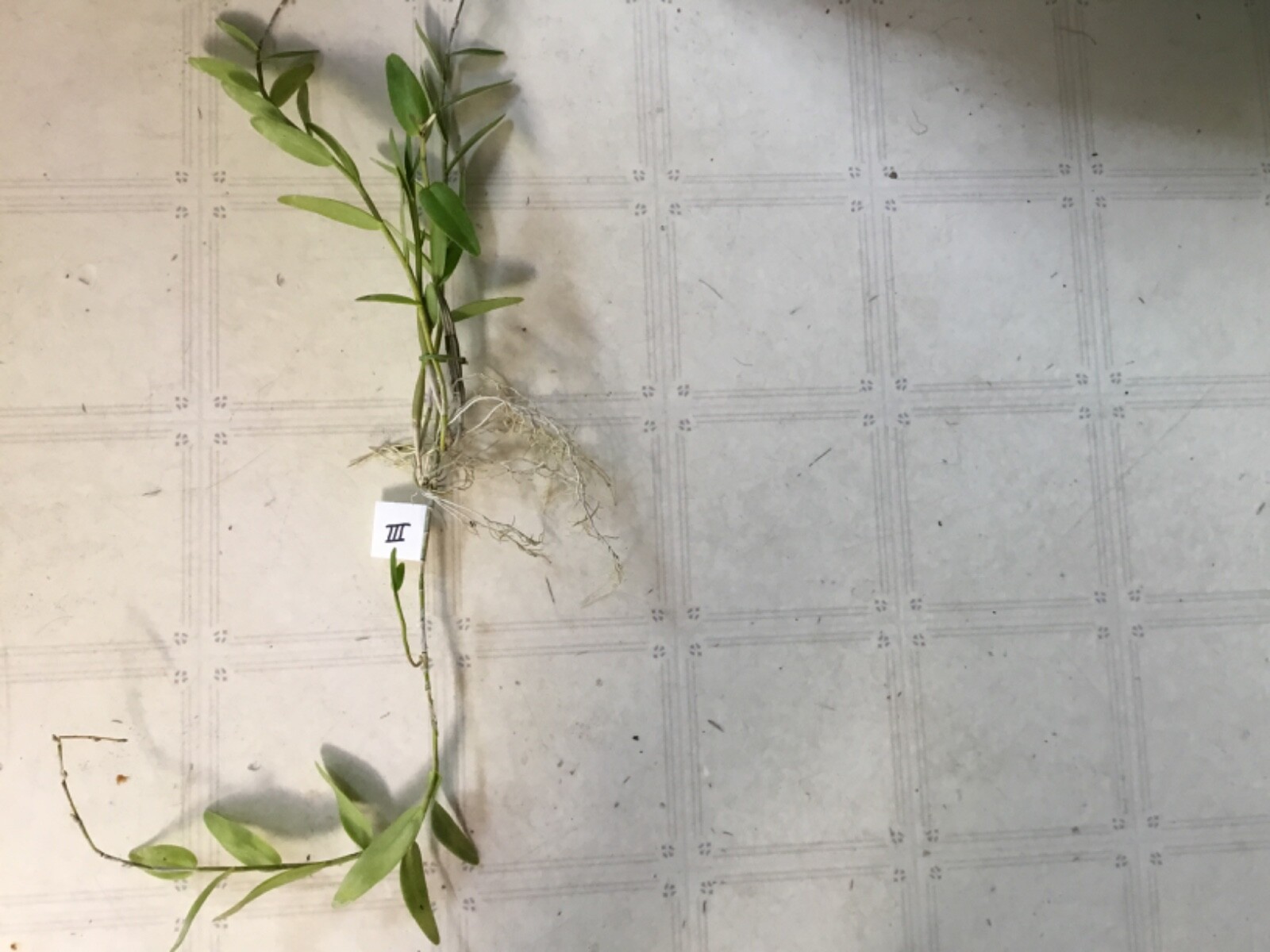 orchids Dendrobium crumenatum - Picture 4 of 4