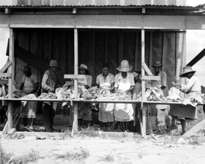 stringing tobacco Stringing Tobacco. Florence County, South Carolina 1938 Photo