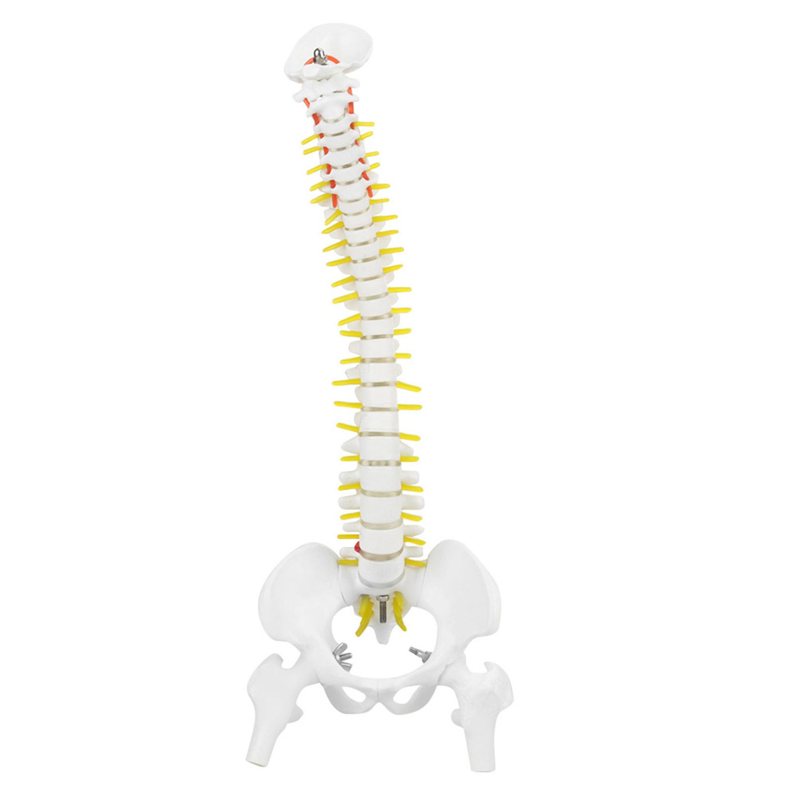 38cm Removable Flexible Human Spine Model For Skeleton Anatomy Study Teaching´☜