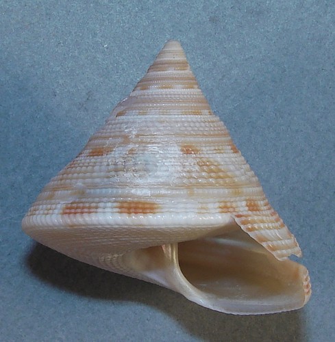 MIKADOTROCHUS GOTOI 41x40mm SUPER CHOICE SPECIMEN Balut Island, Mindanao, PI - 第 1/2 張圖片
