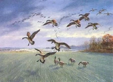 David Maass Canadas In the Rye - Geese Artist's Proof on Paper