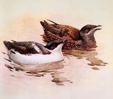 J F Lansdowne Birds MARBLED MURRELET 10X14 Vintage Art Print Book Plate 23