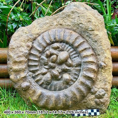 Sehr seltener 13 Zoll Pagassiceras (Primarieiten) Reynesi fossiler Ammonit mit Gryphea