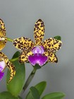 NEW! Unreleased 2027 Cattleya (Slc. Katherine Clarkson x Lc. Black Jack) 11671 — photo 1