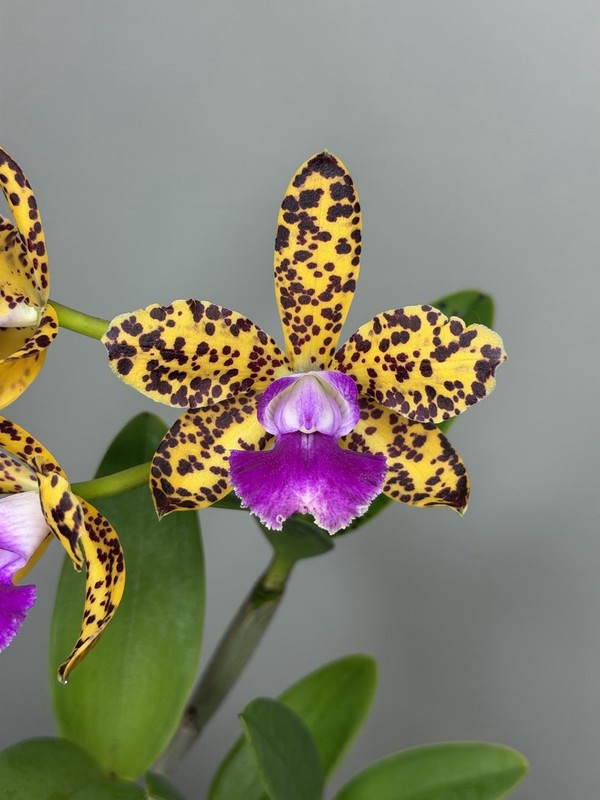 NEW! Unreleased 2027 Cattleya (Slc. Katherine Clarkson x Lc. Black Jack) 11671