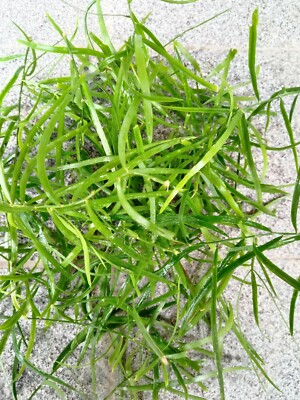 Shatavari Leaves Powder 50g Sri lanka 100% Natural Organic Asparagus racemosus