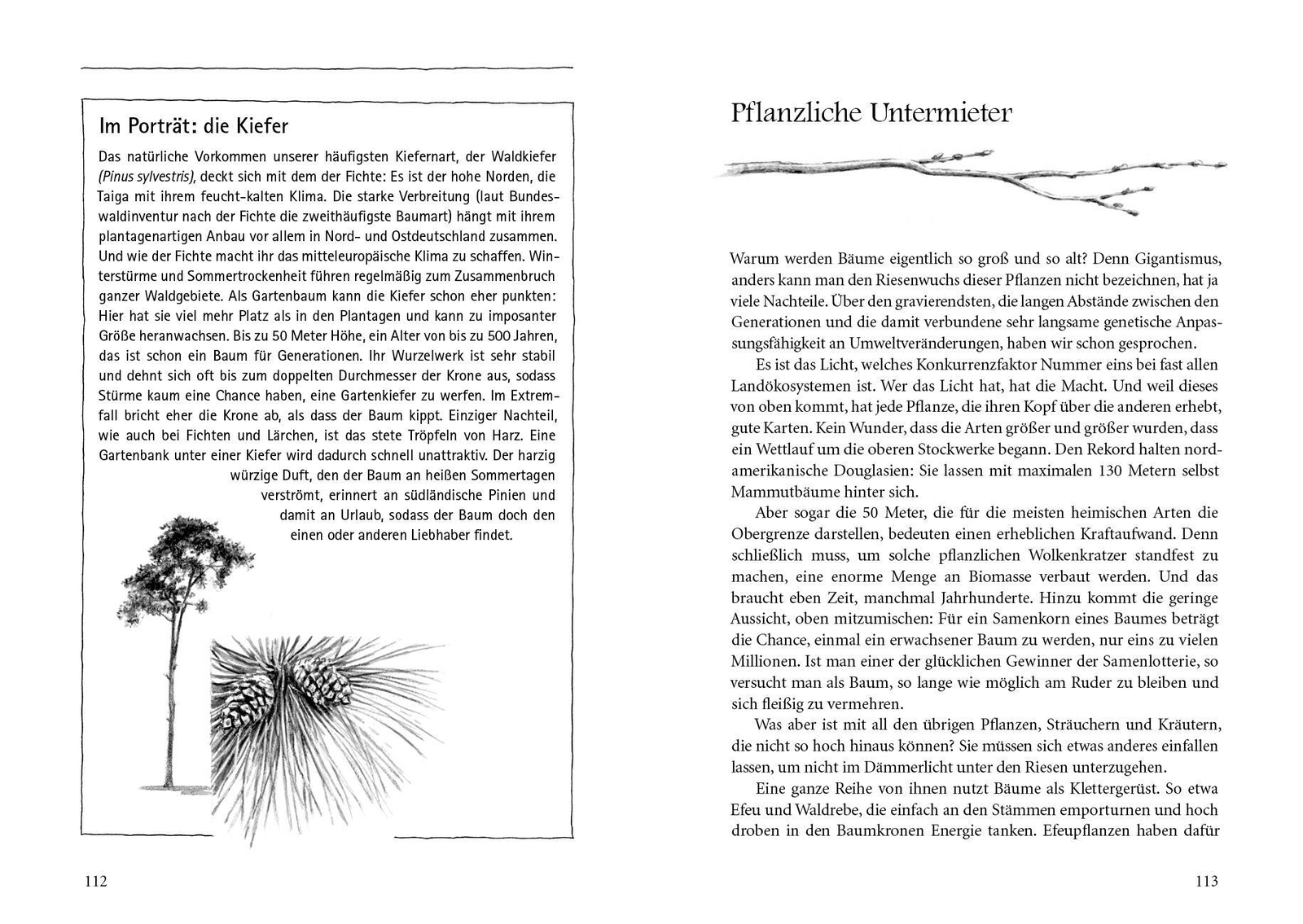 Thumbnail - Bäume Verstehen | Peter Wohlleben | Buch | 192 S. | Deutsch | 2016