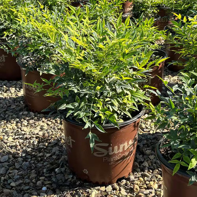 #3 Container 'Lemon Lime' Heavenly Bamboo