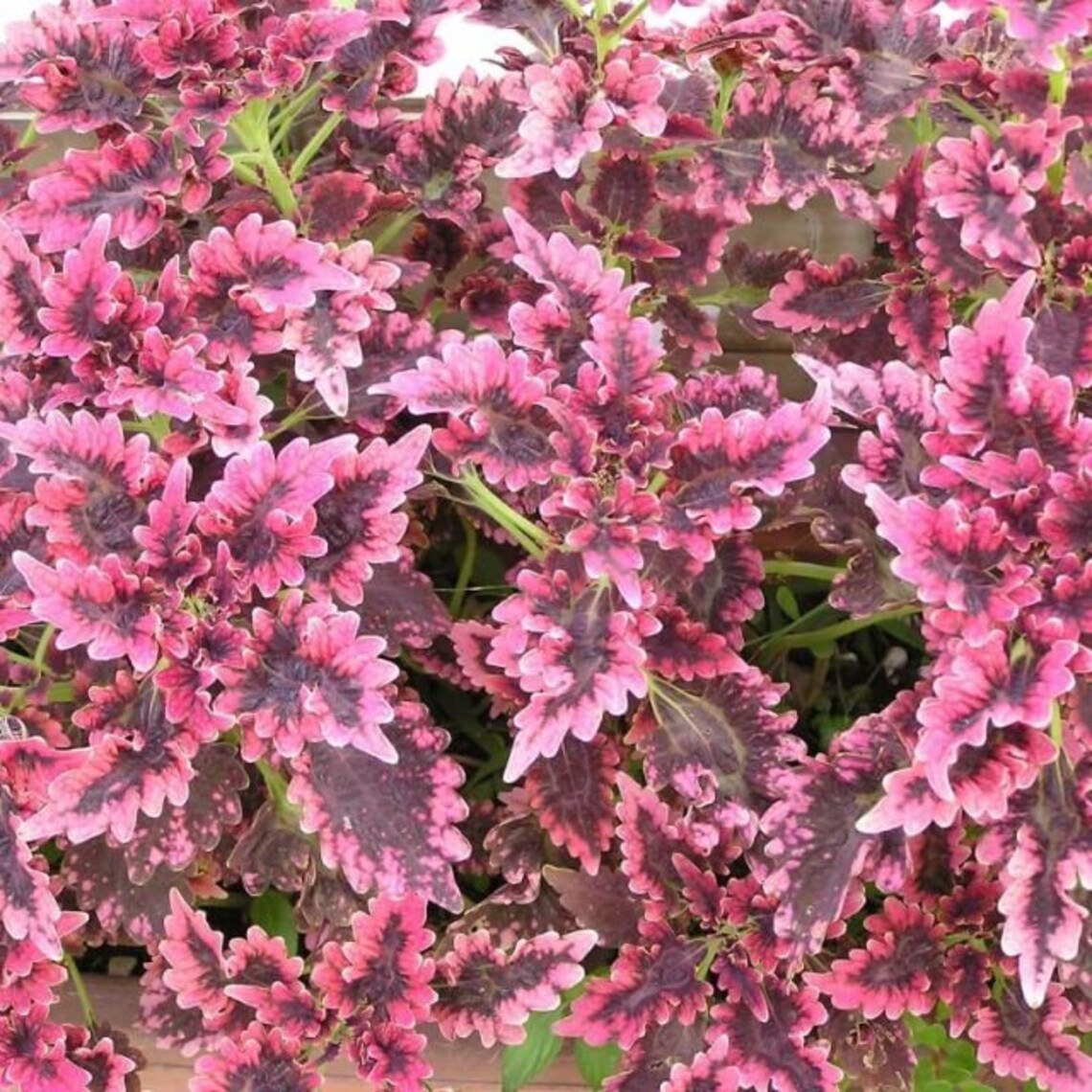 20 Pcs/Lot Coleus seeds DIY home garden