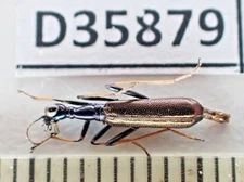 D35879. Insects, Cicindelidae sp. Vietnam North. Nice!!!!!