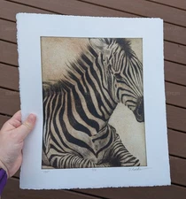 African Zebra Foal Laying Down – Intaglio Wildlife Print on Deckled BFK Fine Art