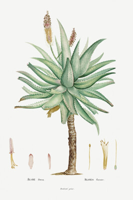 agave substrat Agave Angustifolia, Caribbean Agave main image 1