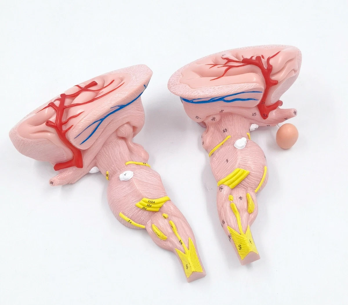 Human Brain Stem