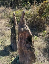 3' - 5' Natural Cypress Knees from Arkansas - Authentic Burl Wood Material