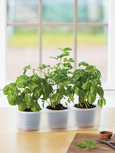Genovese Basil Seeds - 2000+ Count - For 2026 Planting Ocimum basilicum Italian - Picture 2 of 10
