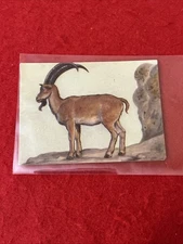 1957 Granose Foods “Animal Life” ALPINE IBEX Trade Card No#  NM-MT  Embossed