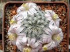 Mammillaria sanches-mejoradae, seeds 10 pcs