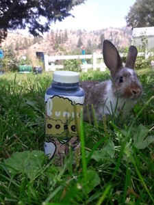 fertilizer manure rabbit organic foliar joose soil liquid bunny feed