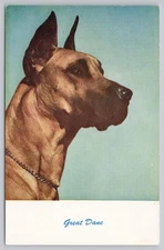 Great Dane Dog Portrait Standard Arts Berkeley California Postcard